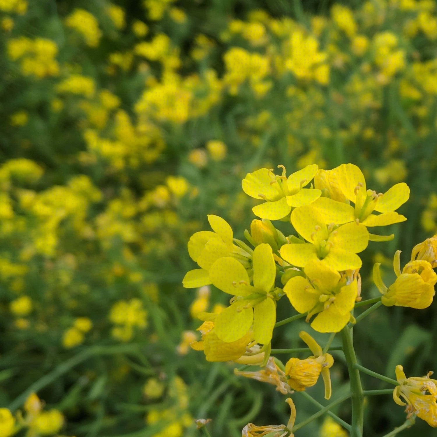 2 reasons why mustard is good for hair growth - The Hair Fuel